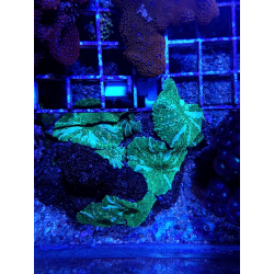 Discosoma green